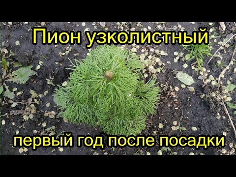 Вопрос: Как размножить пион узколистный?