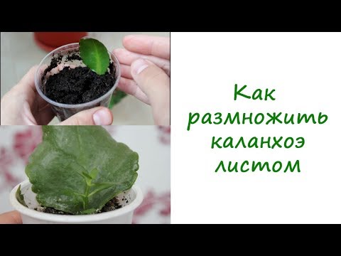 Вопрос: Как вырастить каланхоэ?