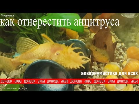 Вопрос: Как развести анциструсов?