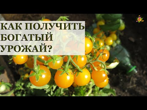 Вопрос: Какие есть секреты выращивания цветочной рассады на балконе(см)?