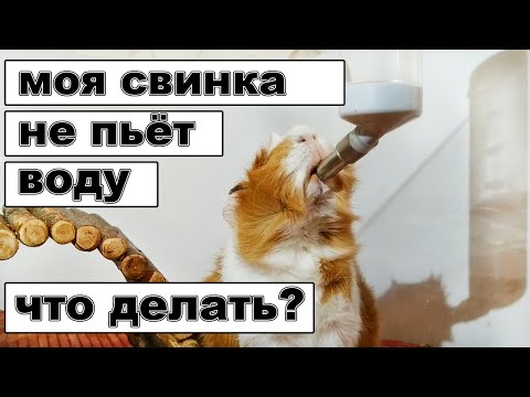 Вопрос: Верно ли утверждение что лягушка пьет ногой и почему?