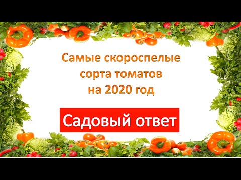 Вопрос: Какие скороспелые сорта томатов для открытого грунта (созрев. 95 дн)?