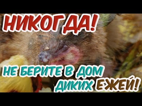 Вопрос: Как уход за ежом, больным дегенеративной миелопатией?