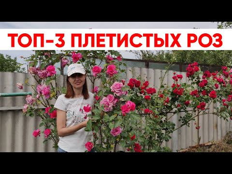 Вопрос: Сорт розы Baby Love какие отзывы, мнения?