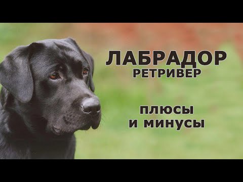 Вопрос: Можно на лето стричь лабрадора?