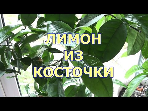 Вопрос: Как вырастить лимон дома из косточки?