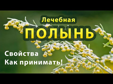 Вопрос: Полынь - абротан, обладает ли лечебными свойствами Какими?