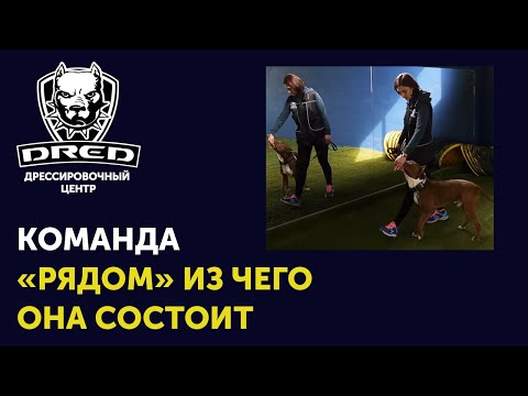 Вопрос: Что значит собака - пищевик?