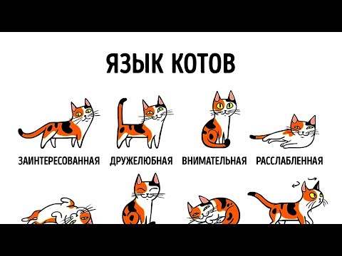 Вопрос: Почему кот с миски не ест, а кормишь с рук вовсю наворачивает?