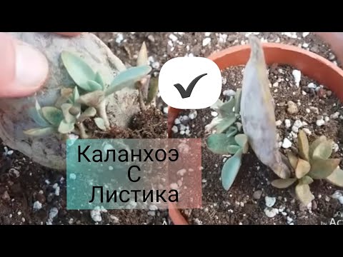 Вопрос: Как размножить каланхоэ войлочное?