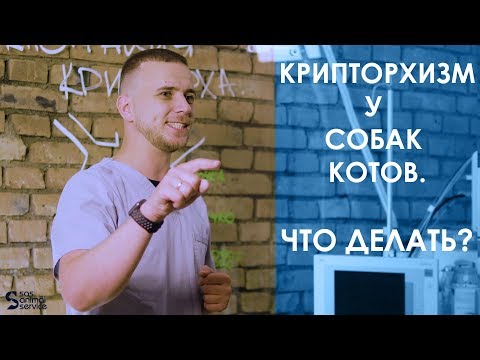 Вопрос: Как стерелизация кошки или собаки влияет на их поведение?