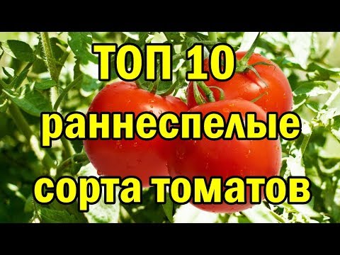 Вопрос: Какие скороспелые сорта томатов для открытого грунта (созрев. 95 дн)?