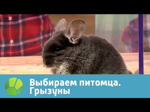 Вопрос: Как выбрать питомца?