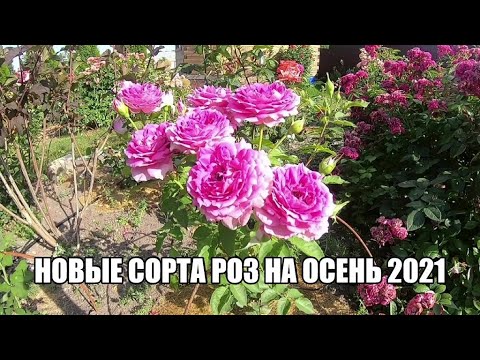 Вопрос: Сорт розы Nathalie Nypels какие отзывы, мнения?