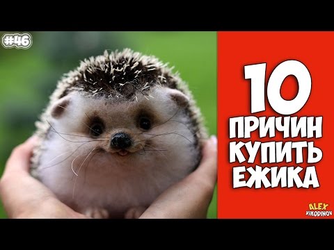 Вопрос: Как приручить ежика?