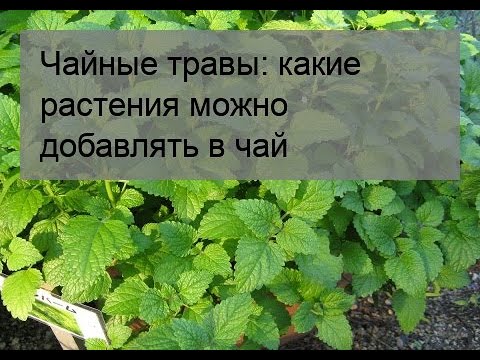 Вопрос: Какие травы для травяного чая можно найти в лесу?