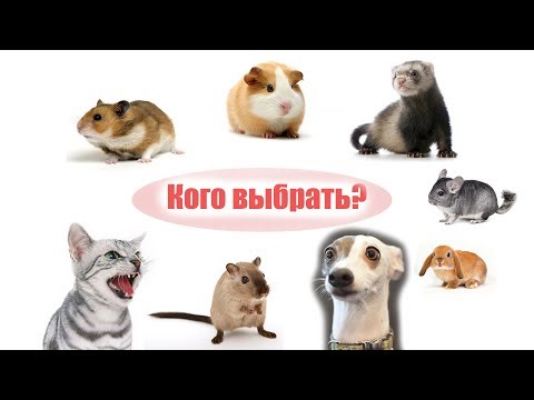 Вопрос: Как выбрать питомца?