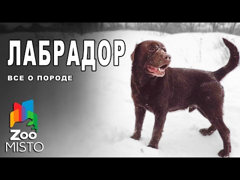 Вопрос: Какие окрасы бывают у собак породы лабрадор?