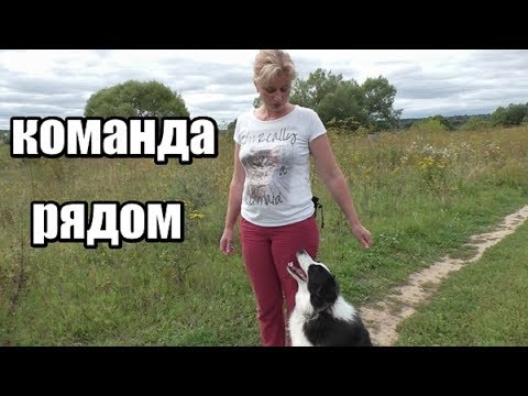 Вопрос: Как обучить собаку команде Рядом?