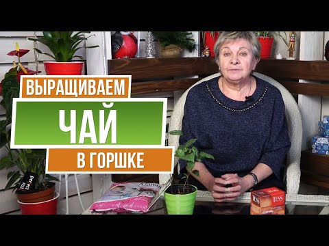 Вопрос: Что легко можно вырастить дома на подоконнике?