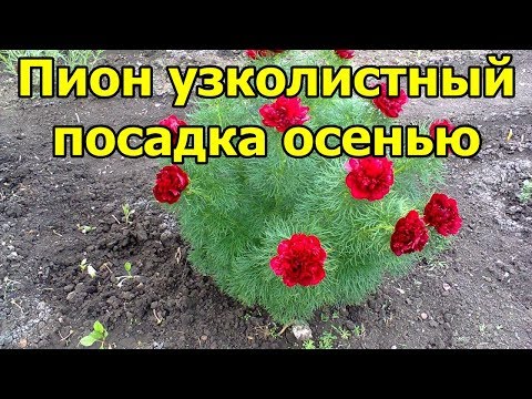 Вопрос: Как размножить пион узколистный?