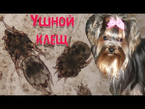 Вопрос: Как избавиться от ушного клеща?