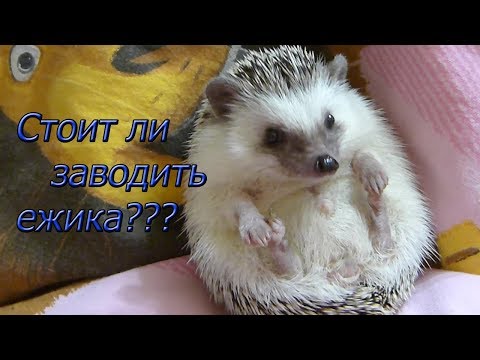 Вопрос: Как уход за ежом, больным дегенеративной миелопатией?