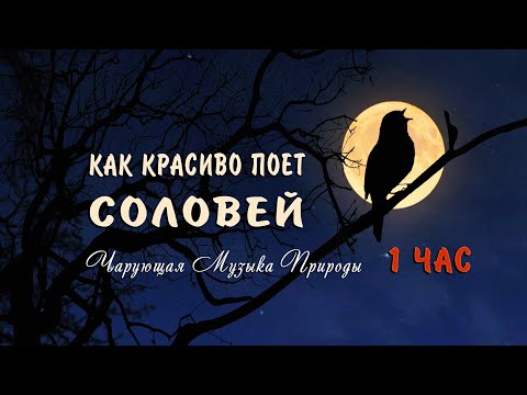 Вопрос: Какие птицы поют зимой ночью?