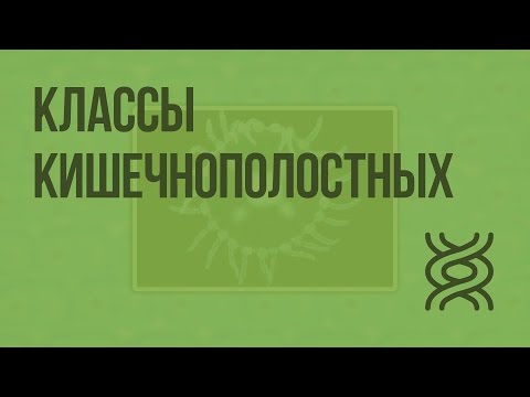 Вопрос: Какая жизненная форма преобладает у гидроидных кишечнополостных?