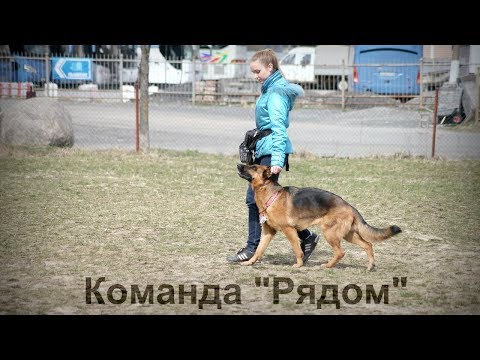 Вопрос: Как обучить собаку команде Рядом?