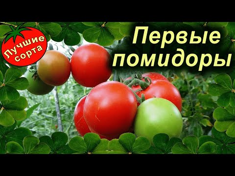 Вопрос: Какие сорта помидор являются гномами Почему?