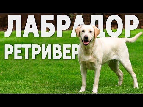 Вопрос: Какие окрасы бывают у собак породы лабрадор?