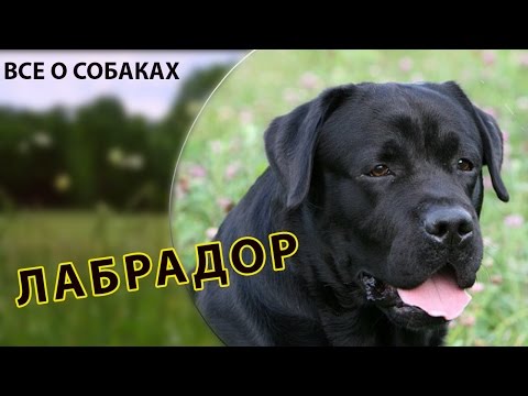 Вопрос: Какие окрасы бывают у собак породы лабрадор?