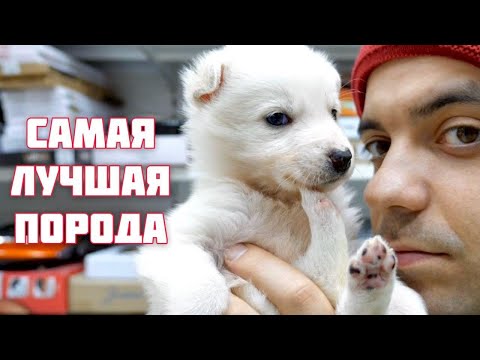 Вопрос: Какую собаку Вы бы спасли (см.)?