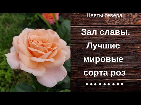 Вопрос: Сорт розы Nathalie Nypels какие отзывы, мнения?